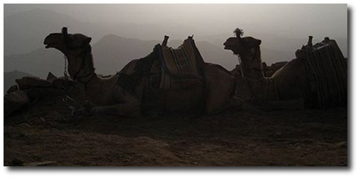 camels