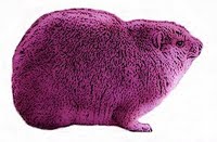 harry the hyrax