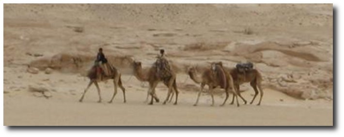 camel train