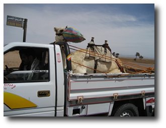 camel in a truck